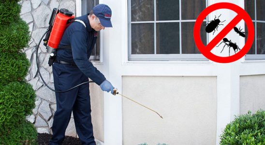 Beykoz Pire İlaçlama böcek ilaçlama ve haşere kontrolü — ilaclama-tr.com